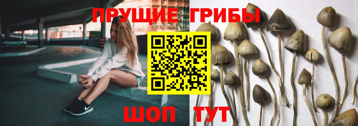 Галлюциногенные грибы GOLDEN TEACHER  Псилоцибиновые грибы мухоморы  Сухой Лог  Вход с VPN 